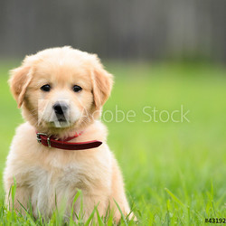 Puppy Sitting In the grass with copyspace on the right.