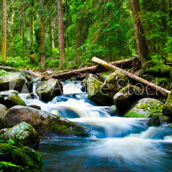 Deep wood