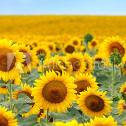 Beautiful sunflower field