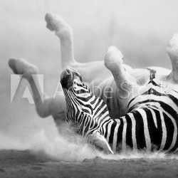 Zebra rolling in the dust
