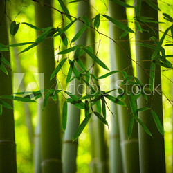 Bamboo forest background