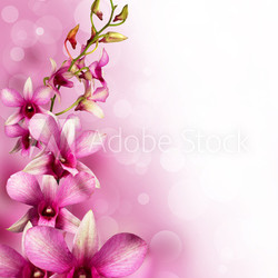 pink tropical orchids