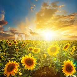 Summer landscape: beauty sunset over sunflowers field