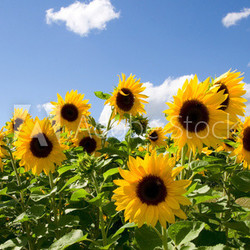 Sonnenblumen