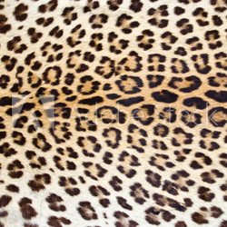 Tiger fur 01