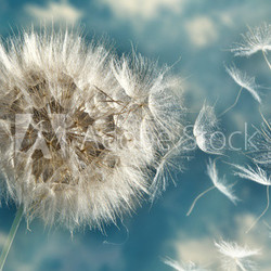 Dandelion Loosing Seeds in the Wind