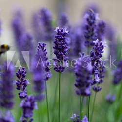 lavender flowers
