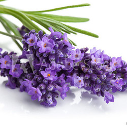 lavender flower isolated