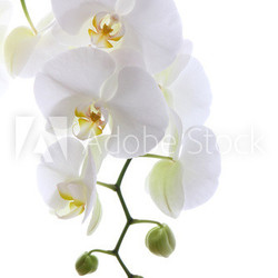 White orchid isolated on white