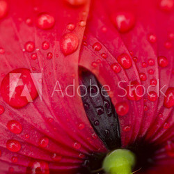 Red Poppy flower