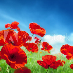 Poppy flowers on field