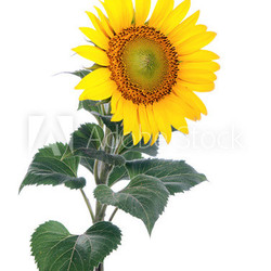 Sunflower. Close-up. Isolated. Studio