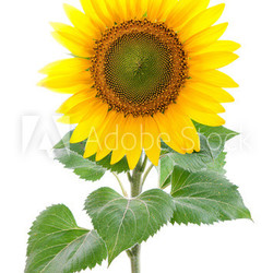 Sunflower. Close-up. Isolated. Studio