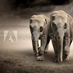 Pair of elephants in motion