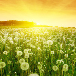 Dandelions in meadow during sunset.