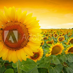 Sunflower field