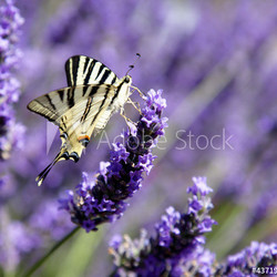 Mariposa en lavanda (Iphyclides podalirius)