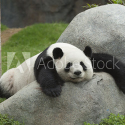Giant panda bear sleeping