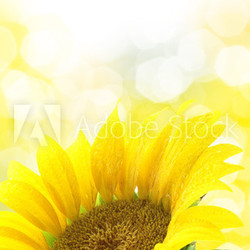 Sunflower against yellow spotted background