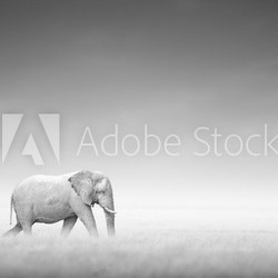 Elephant with zebra (Artistic processing)