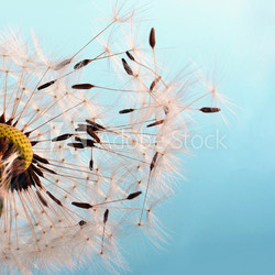 Abflug: Flugschirme der Pusteblume beim Start