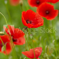 Field of poppies