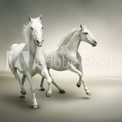 White horses
