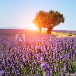 Lavender field in Provence, France