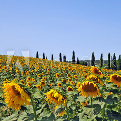 I campi di girasoli della Toscana