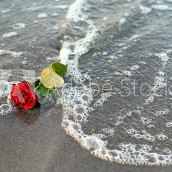 Rose zum Abschied