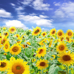 Sonnenblumen-Feld