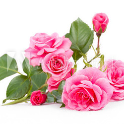 Rosen zum Valentinstag