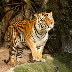 Portrait of a Royal Bengal tiger