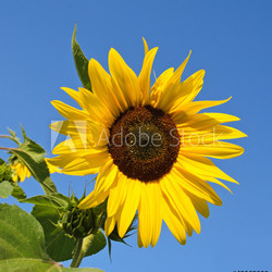 Sonnenblume: Farbe des Sommers