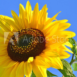Sonnenblume: Farbe des Sommers