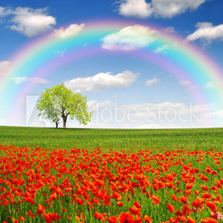 rainbow above the spring landscape with red poppy