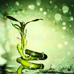 water droplets and bamboo. natural backgrounds