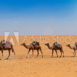 Kamele in der Sahara