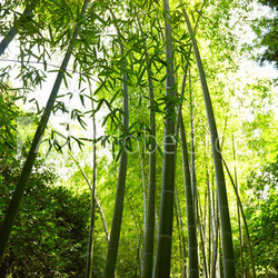 Bamboo forest background.
