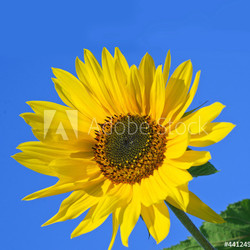 Sonnenblume: Farbe des Sommers