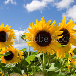 Sonnenblumen