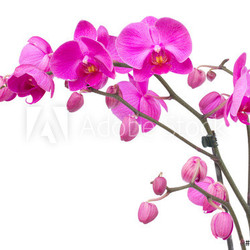 orchid flowers