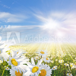Summer: Field of daisy flowers with blue sky and clouds
