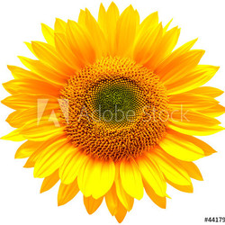 sunflower isolated on white background