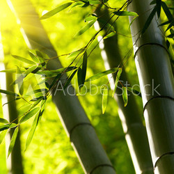 Bamboo forest background. Shallow DOF