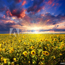 Sunset over sunflowers field