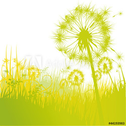 Grashalme Pusteblume und Löwenzahn