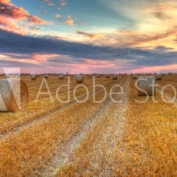 Sunset over the field