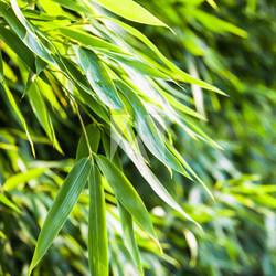 Fresh green bamboo backplate