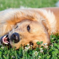 Portrait young beauty dog